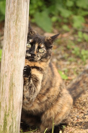 ねこのぽーずにゃ