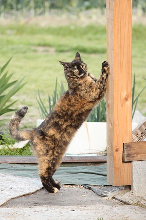 マメマメのいちにち