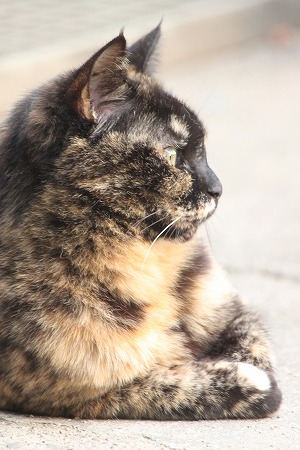 げんせん 3ぱしゃ