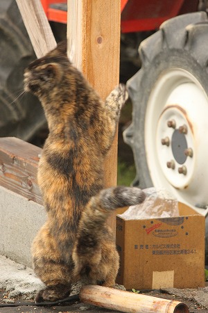 5がつ 1524ぱしゃ
