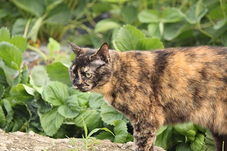 れんしゅー かもにゃ~