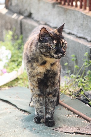 はいりゃにゃいのかにゃ~
