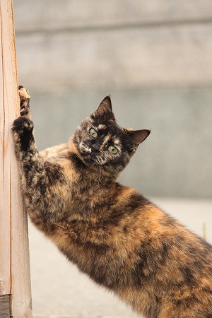 さいたさいたにゃ