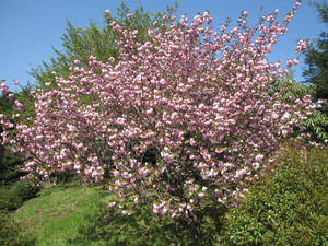 ボタン桜♪