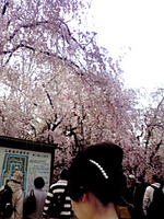 二条城の桜と清明神社