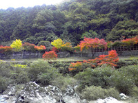 紅葉狩り