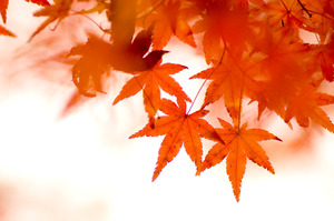 紅葉狩り行きたい