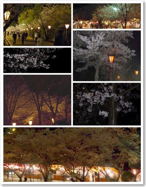 日岡山の夜桜