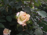 加古川ウェルネスパークの風景－２　～バラのある風景～