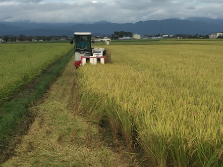 こんなお米も栽培されていました！　～2016/08/27　滋賀県長浜市　落庄商店～