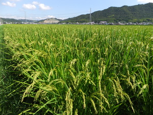 一番近い、お米の産地～2012/08/17　加古川市志方町