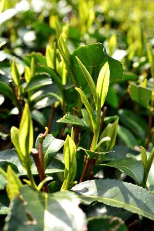 新茶ニュース(その1) 新茶ニュース(その1)
