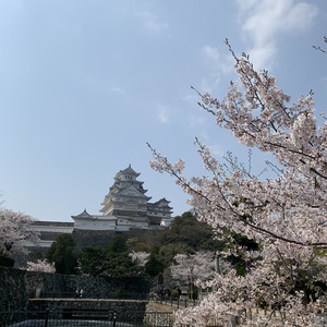 桜は日本人の心！