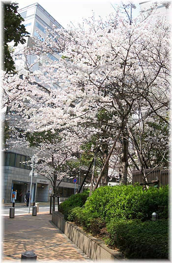兵庫県警本部裏の桜