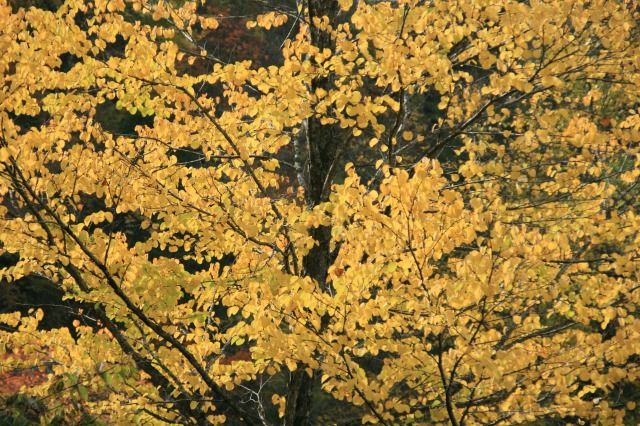 秋の彩葉／霧滝
