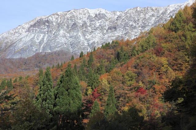 初冠雪の大山と紅葉