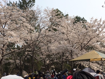 日岡の桜