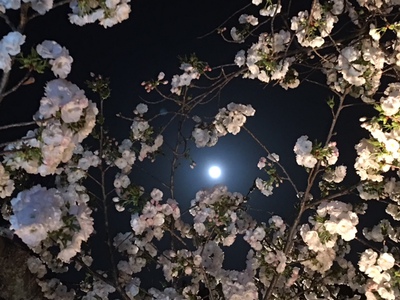 京都の桜　終