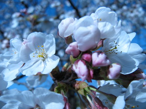 日岡公園の桜