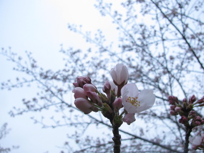 昨日に引き続き桜