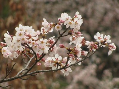 昨日に引き続き桜