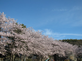 今頃桜