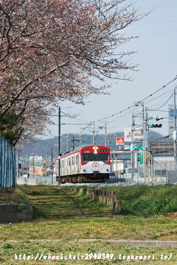 桜と「銀の馬車道」ラッピング電車