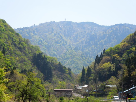 シャクナゲ咲く三川山