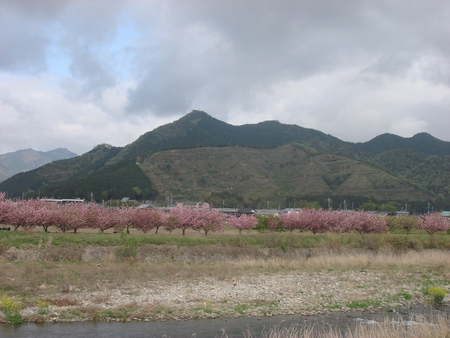 桜花園から大嶽山へ