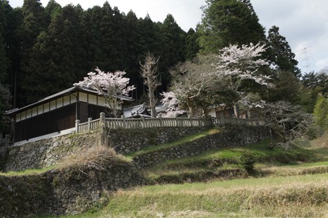 桜のある風景３－下田、小河、榊