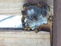スズメバチ　巣作り