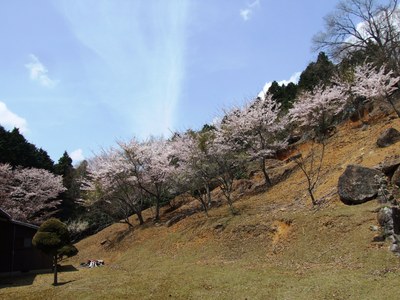 2012桜－三濃山