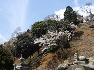 2012桜－三濃山