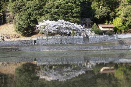 2012桜－能下八幡神社