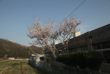 2012桜－「いぶき」