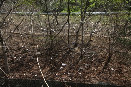 2012桜－犬塚の桜