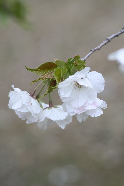 八重桜　その６