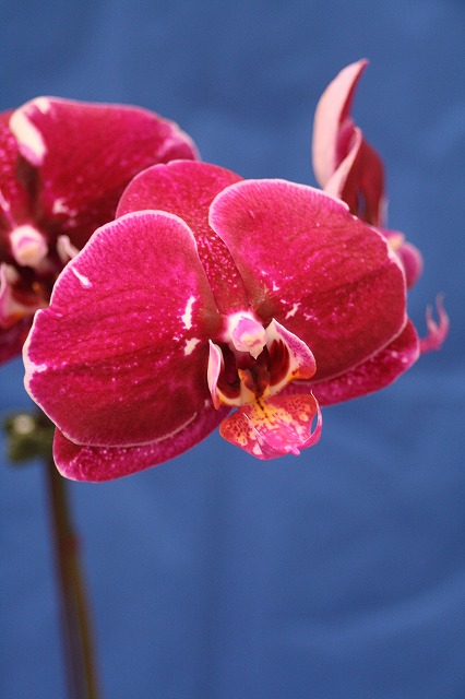 温室の花　胡蝶蘭