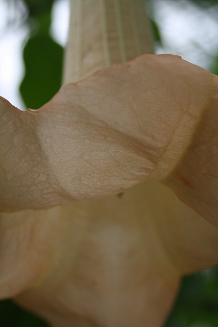 温室の花　チョウセンアサガオ