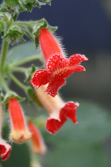 温室の花　ユーレリア