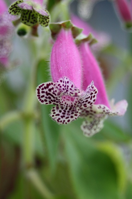 温室の花　ユーレリア