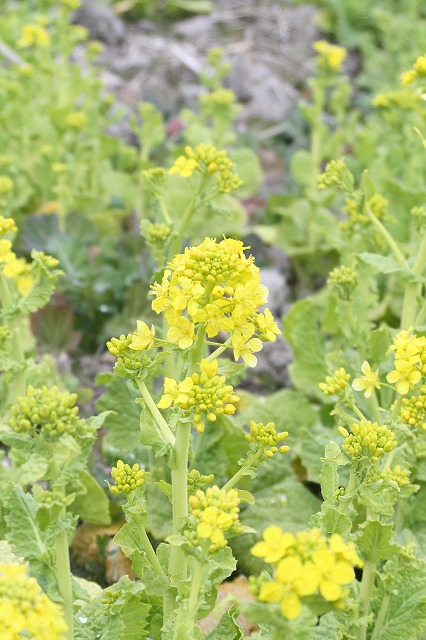 季節の花　菜の花 Brassica rapa