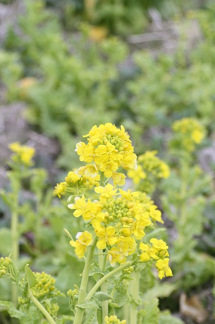 季節の花　菜の花 Brassica rapa
