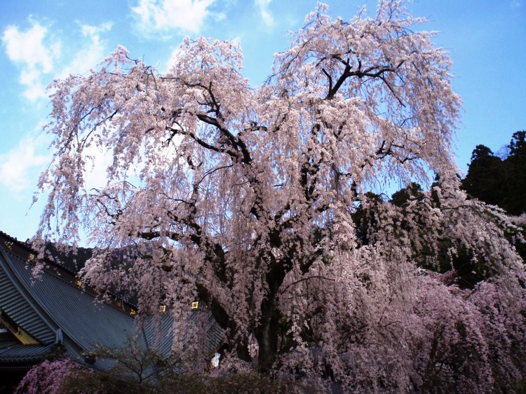 枝垂桜が満開