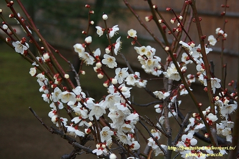 姫路城の梅と桜