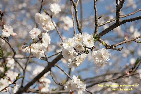 姫路城の桜～開花情報（2009/03/21）～