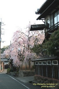枝垂桜と料亭