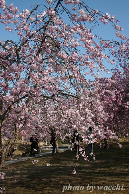 桜満開の姫路城へお散歩