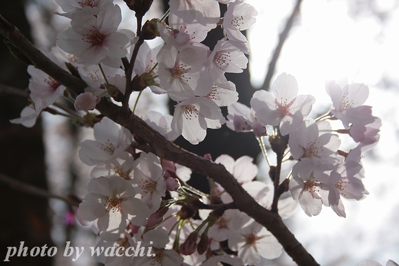 桜～夢前川沿い～