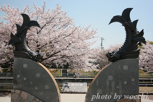 2011年姫路の『桜』特集